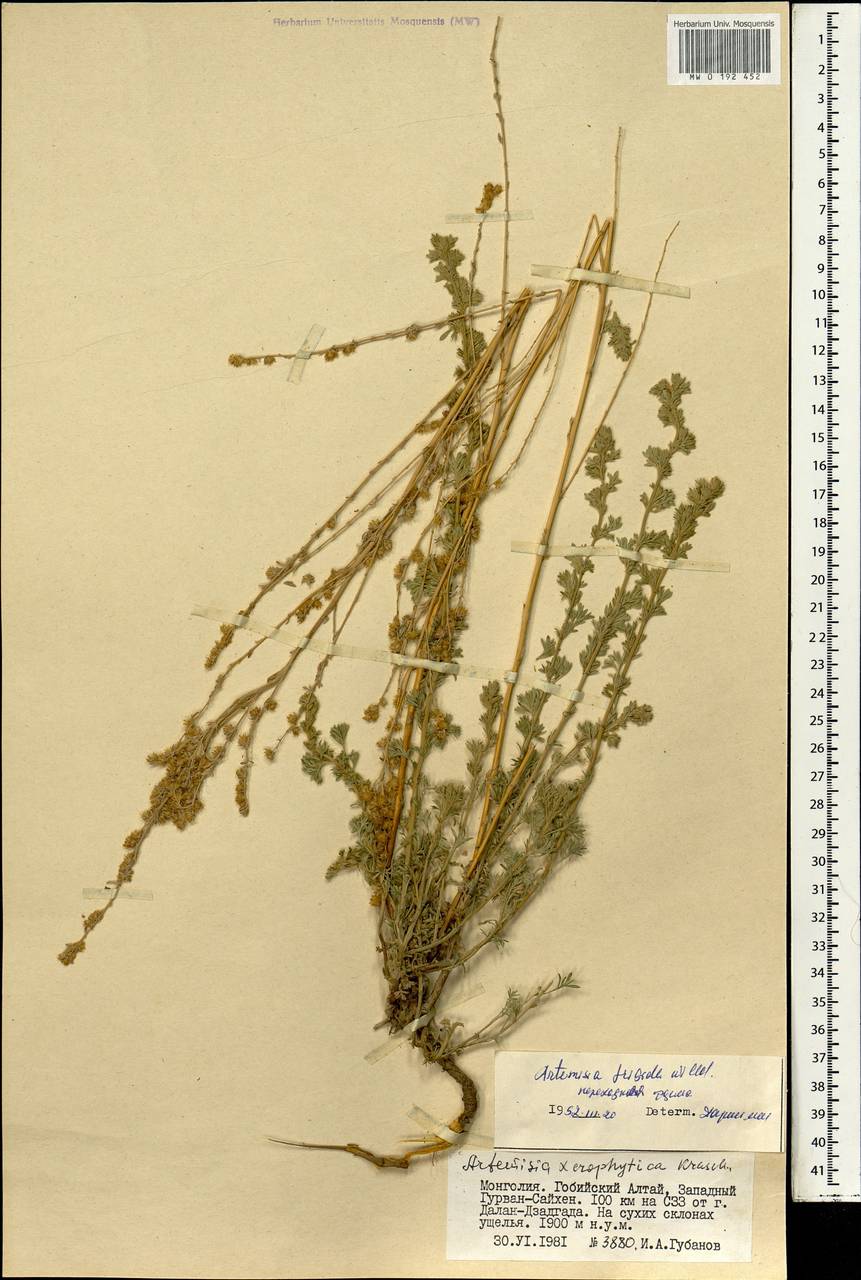 Artemisia davazamczii Darijma & Kamelin, Mongolia (MONG) (Mongolia)