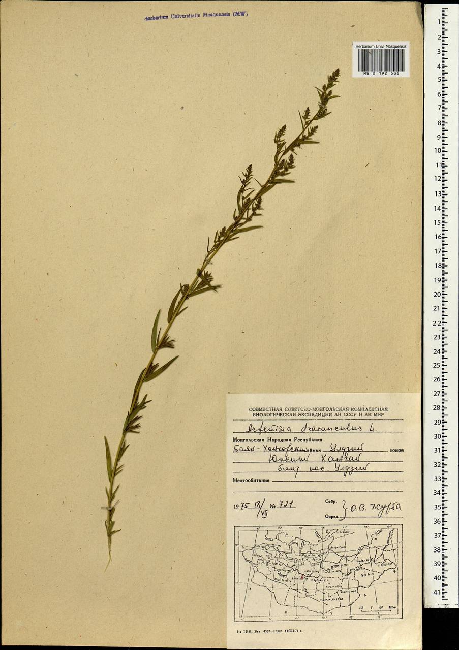 Artemisia dracunculus L., Mongolia (MONG) (Mongolia)