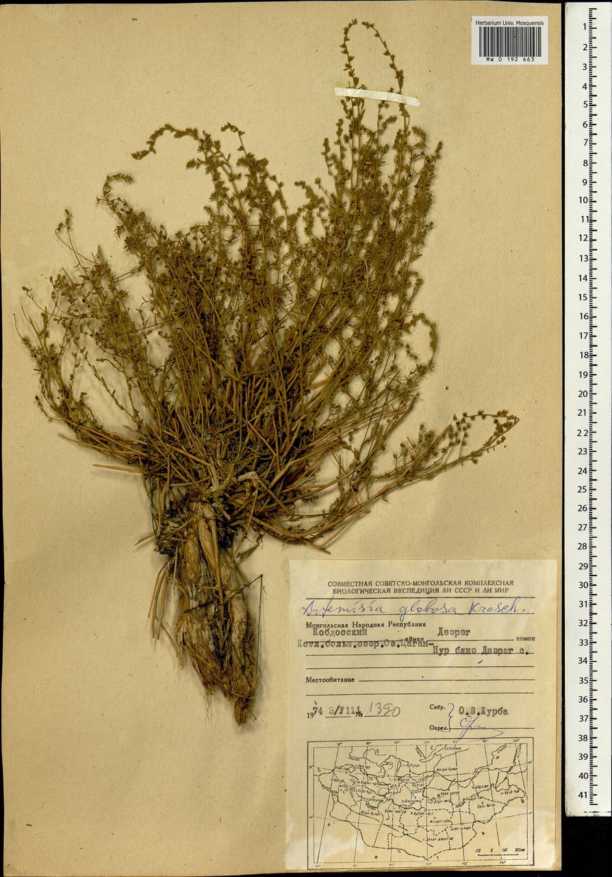 Artemisia globosa Krasch., Mongolia (MONG) (Mongolia)