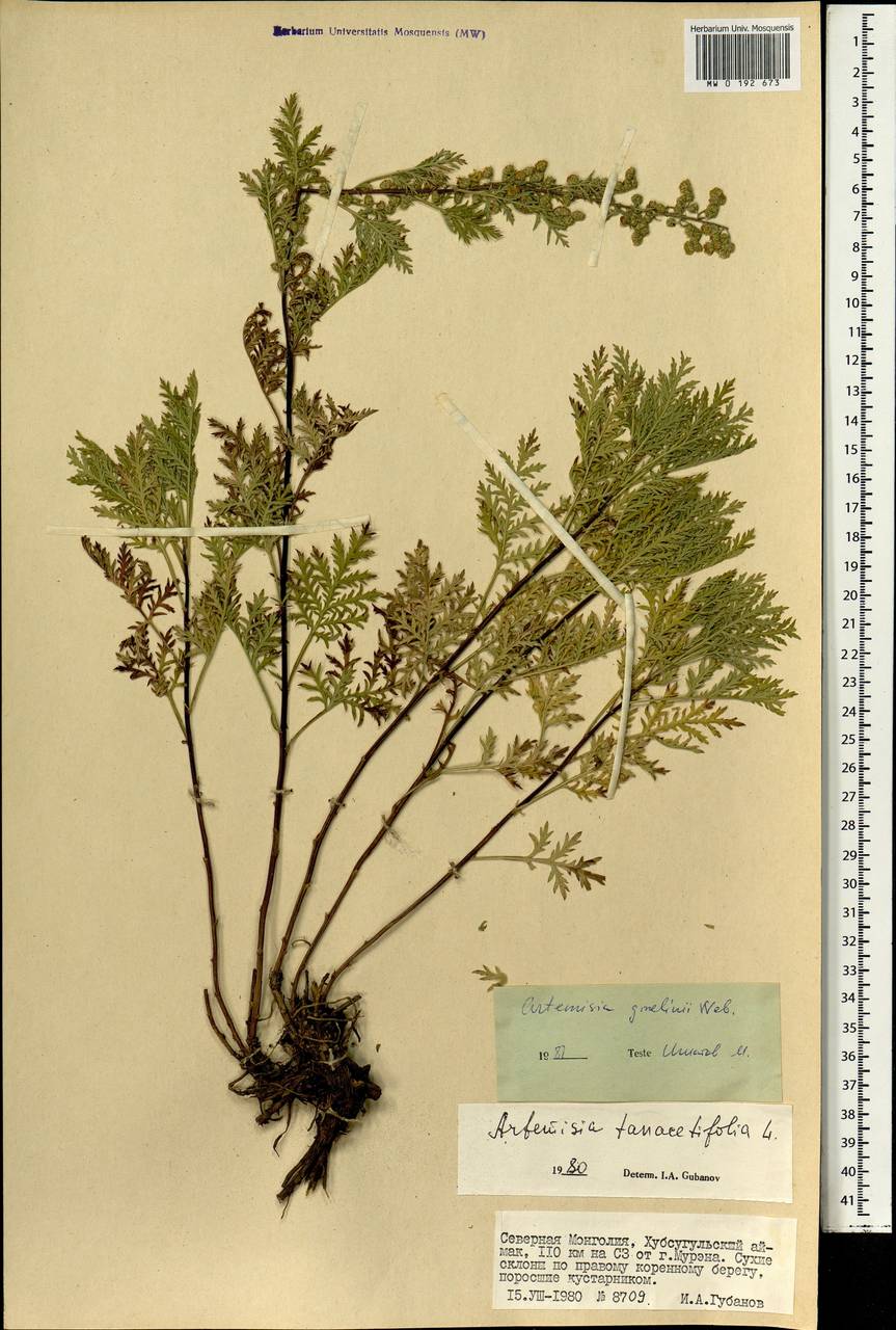Artemisia gmelinii Weber ex Stechm., Mongolia (MONG) (Mongolia)