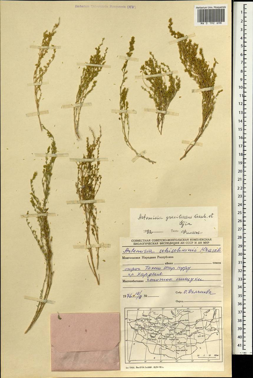 Artemisia gracilescens Krasch. & Iljin, Mongolia (MONG) (Mongolia)