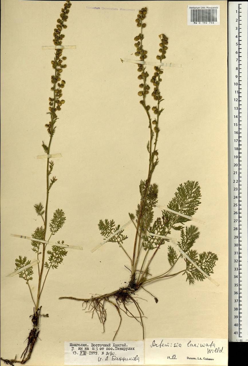 Artemisia rupestris гербарий