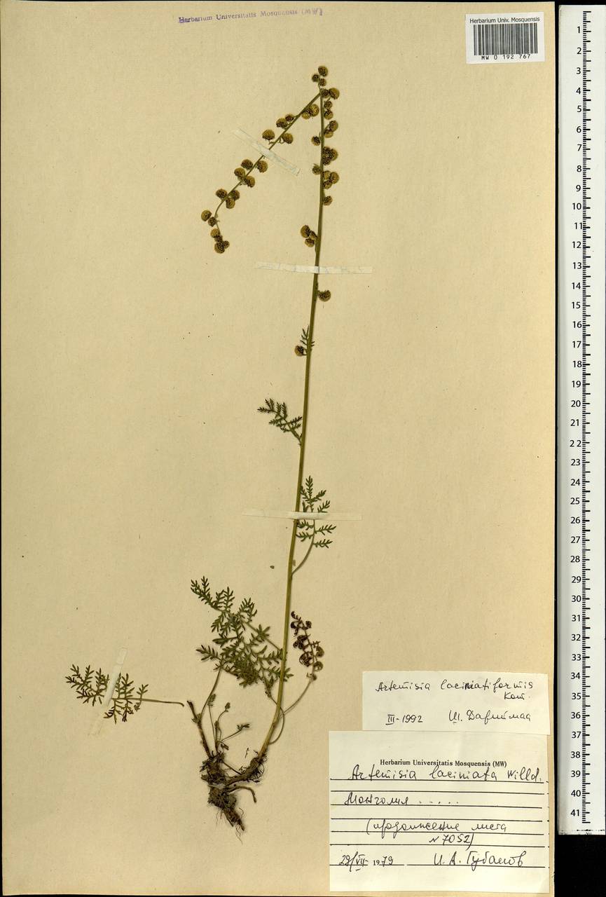 Artemisia laciniata subsp. laciniata, Mongolia (MONG) (Mongolia)