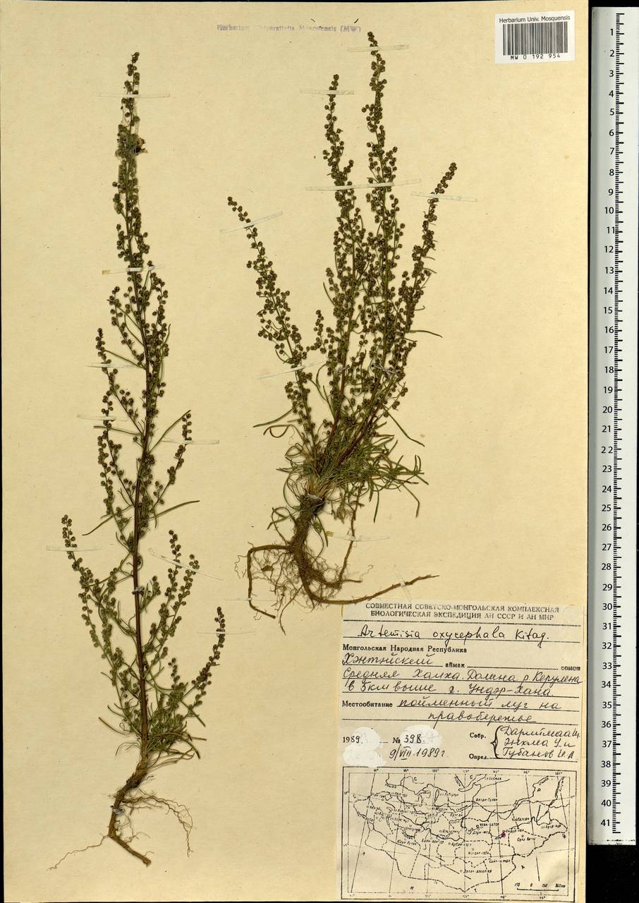 Artemisia oxycephala Kitag., Mongolia (MONG) (Mongolia)