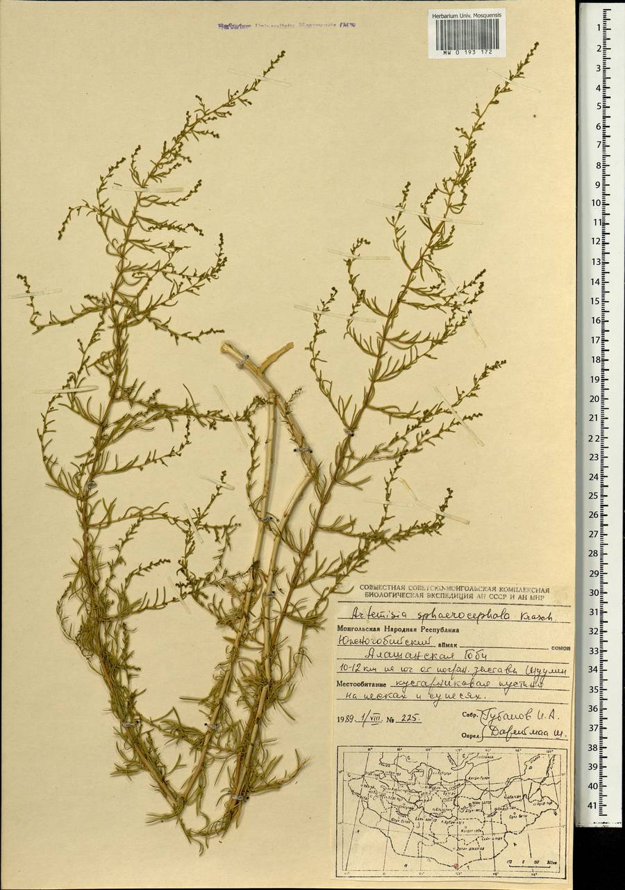 Artemisia sphaerocephala Krasch., Mongolia (MONG) (Mongolia)