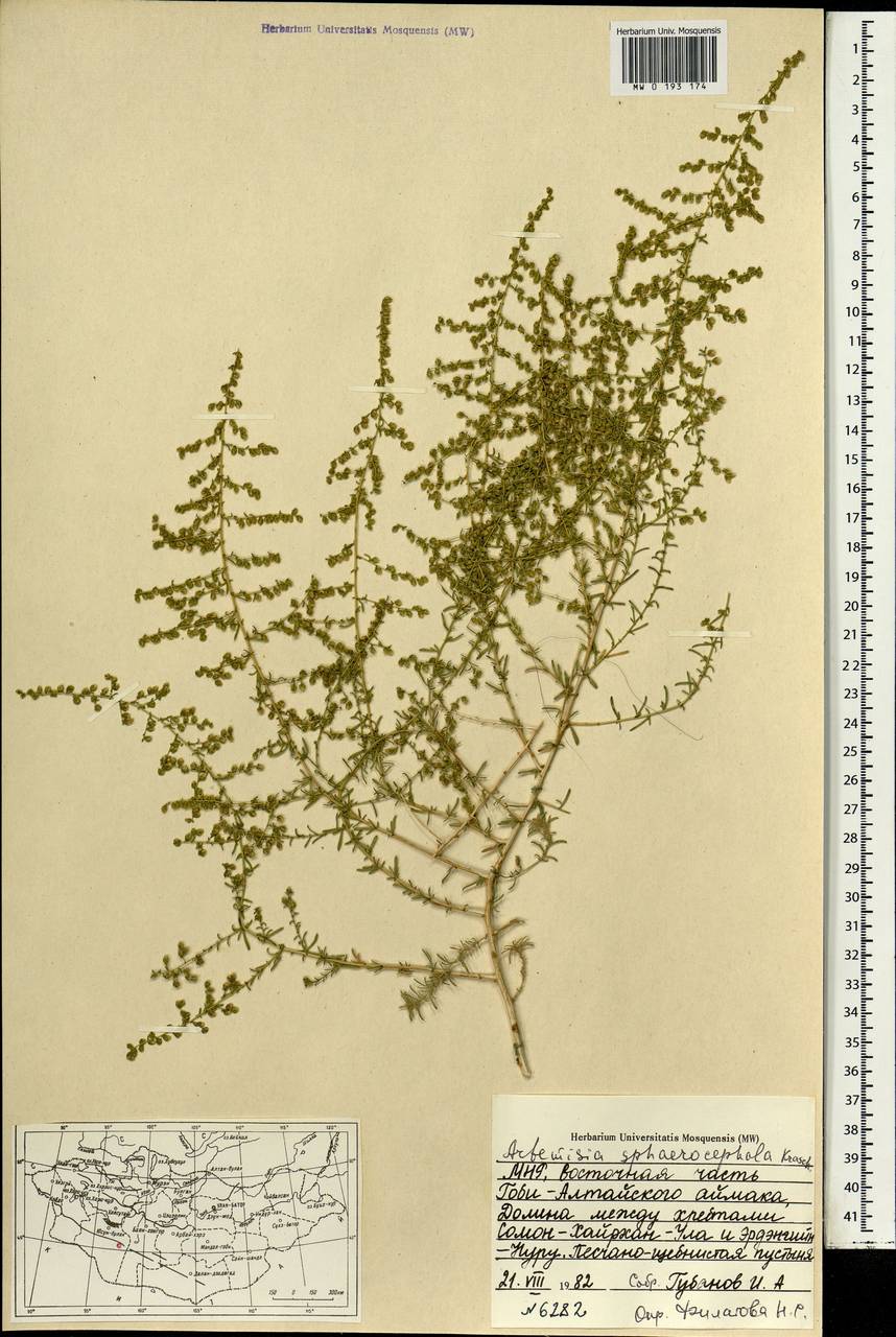 Artemisia sphaerocephala Krasch., Mongolia (MONG) (Mongolia)