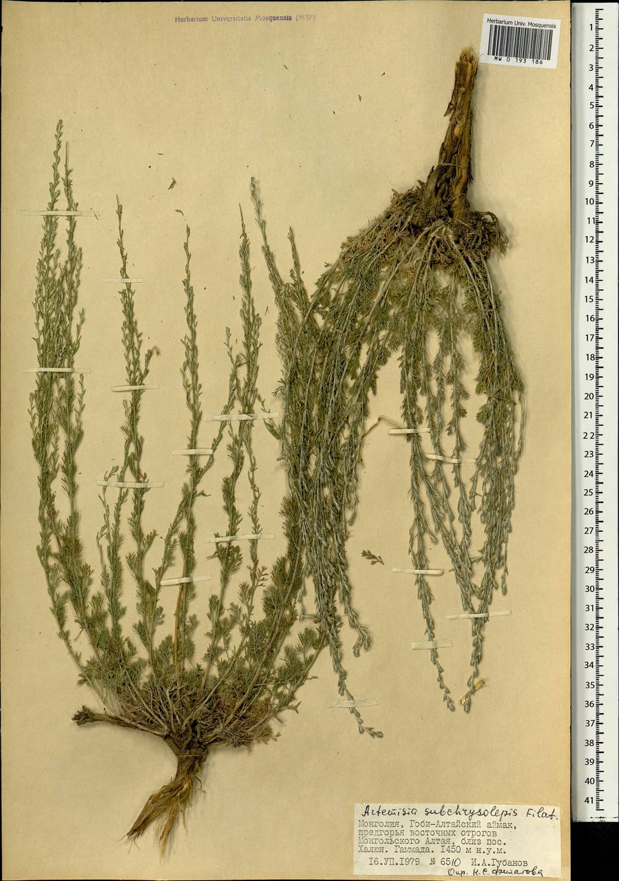 Artemisia subchrysolepis Filatova, Mongolia (MONG) (Mongolia)