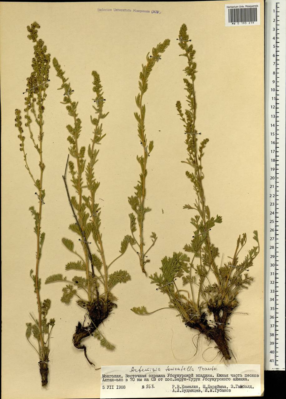 Artemisia tomentella Trautv., Mongolia (MONG) (Mongolia)