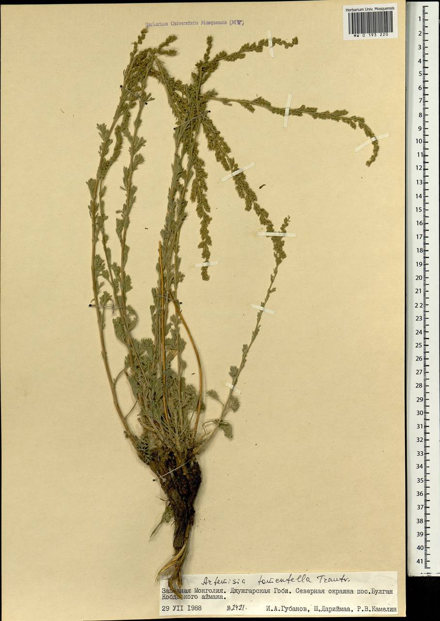 Artemisia tomentella Trautv., Mongolia (MONG) (Mongolia)