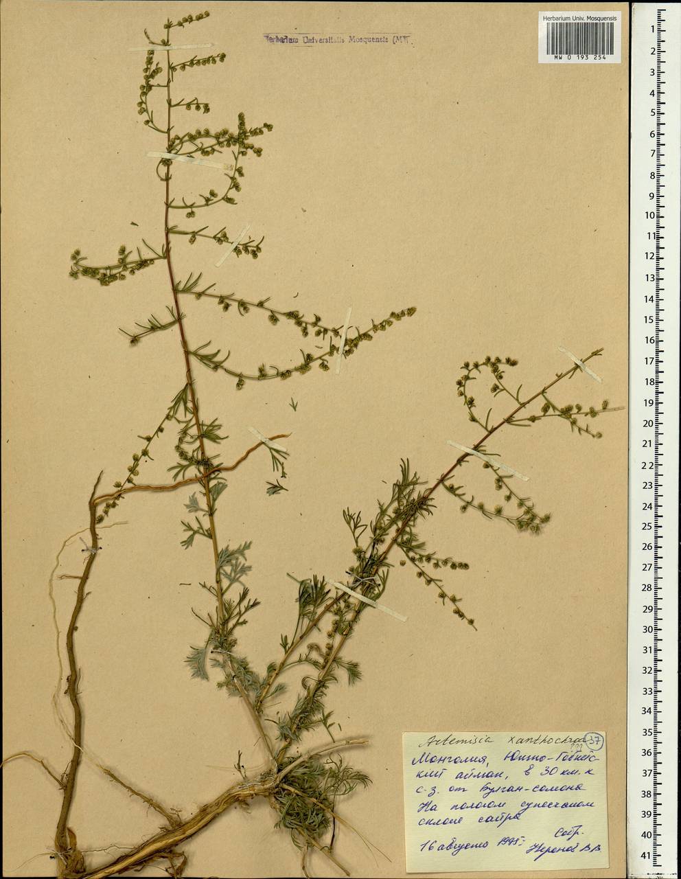 Artemisia xanthochroa Krasch., Mongolia (MONG) (Mongolia)
