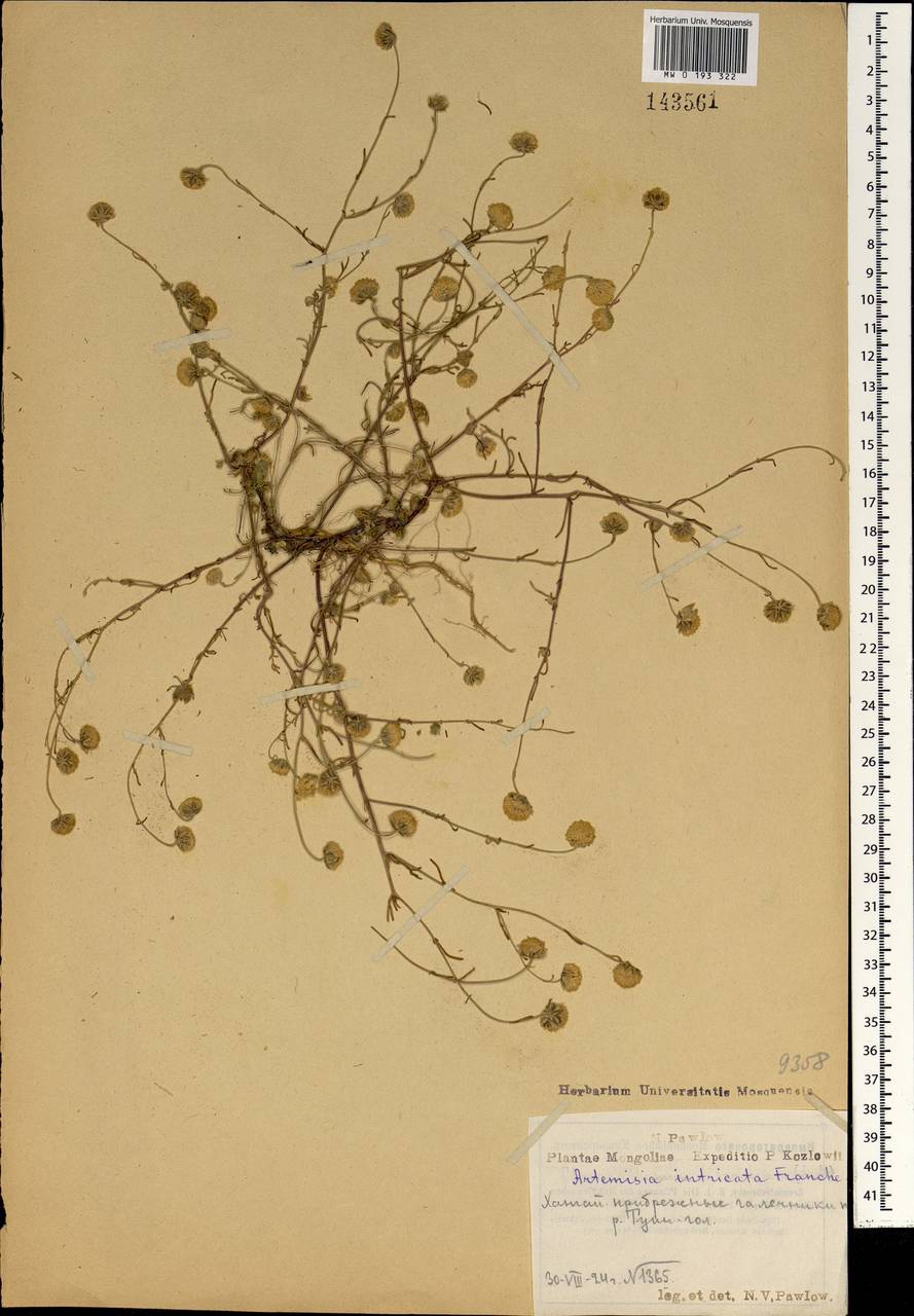 Elachanthemum intricatum (Franch.) Y.Ling & Y.R.Ling, Mongolia (MONG) (Mongolia)