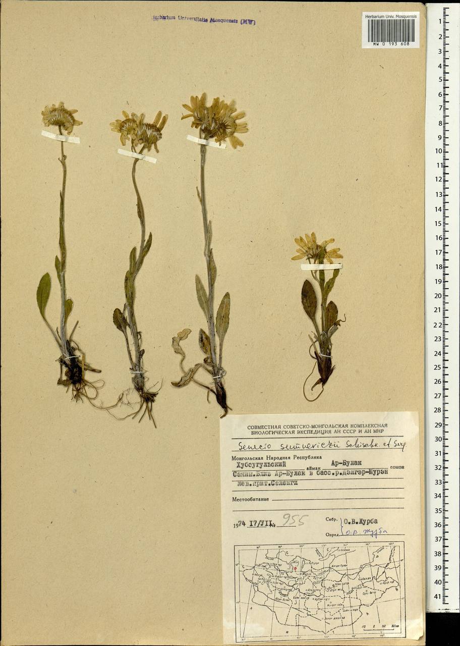 Tephroseris turczaninovii subsp. turczaninovii, Mongolia (MONG) (Mongolia)
