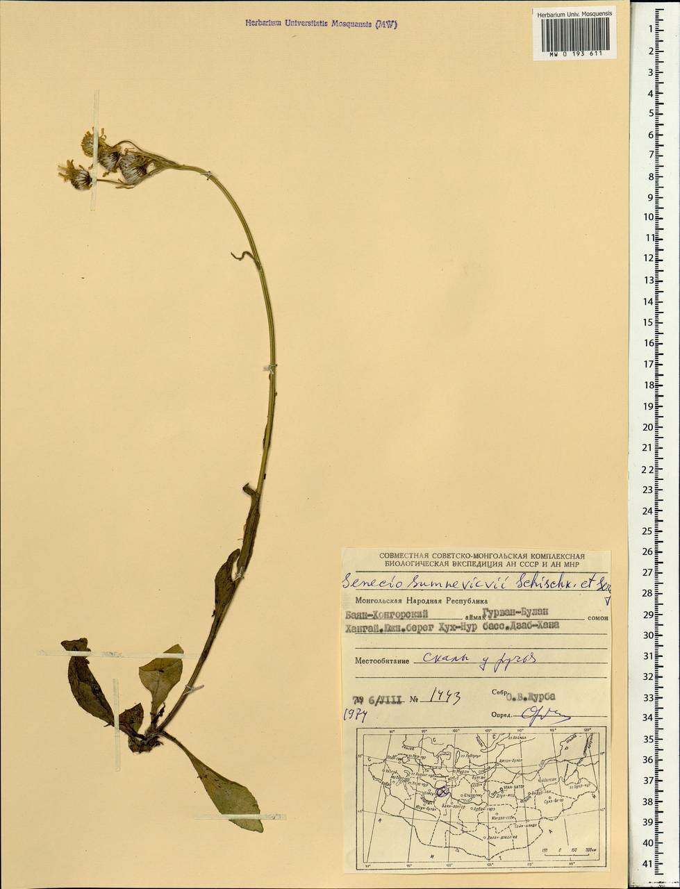Tephroseris turczaninovii subsp. turczaninovii, Mongolia (MONG) (Mongolia)