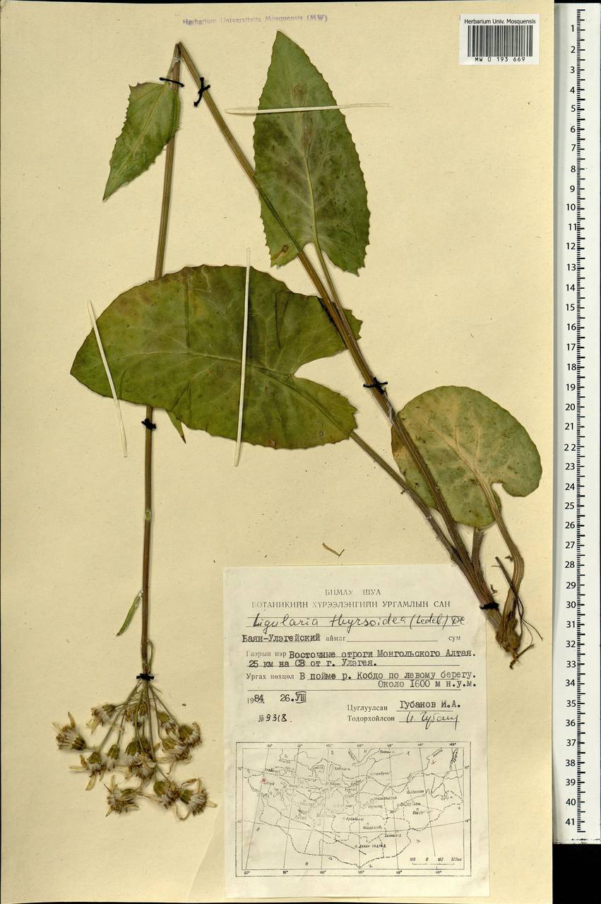 Vickifunkia thyrsoidea (Ledeb.) C. Ren, L. Wang, I. D. Illar. & Q. E. Yang, Mongolia (MONG) (Mongolia)