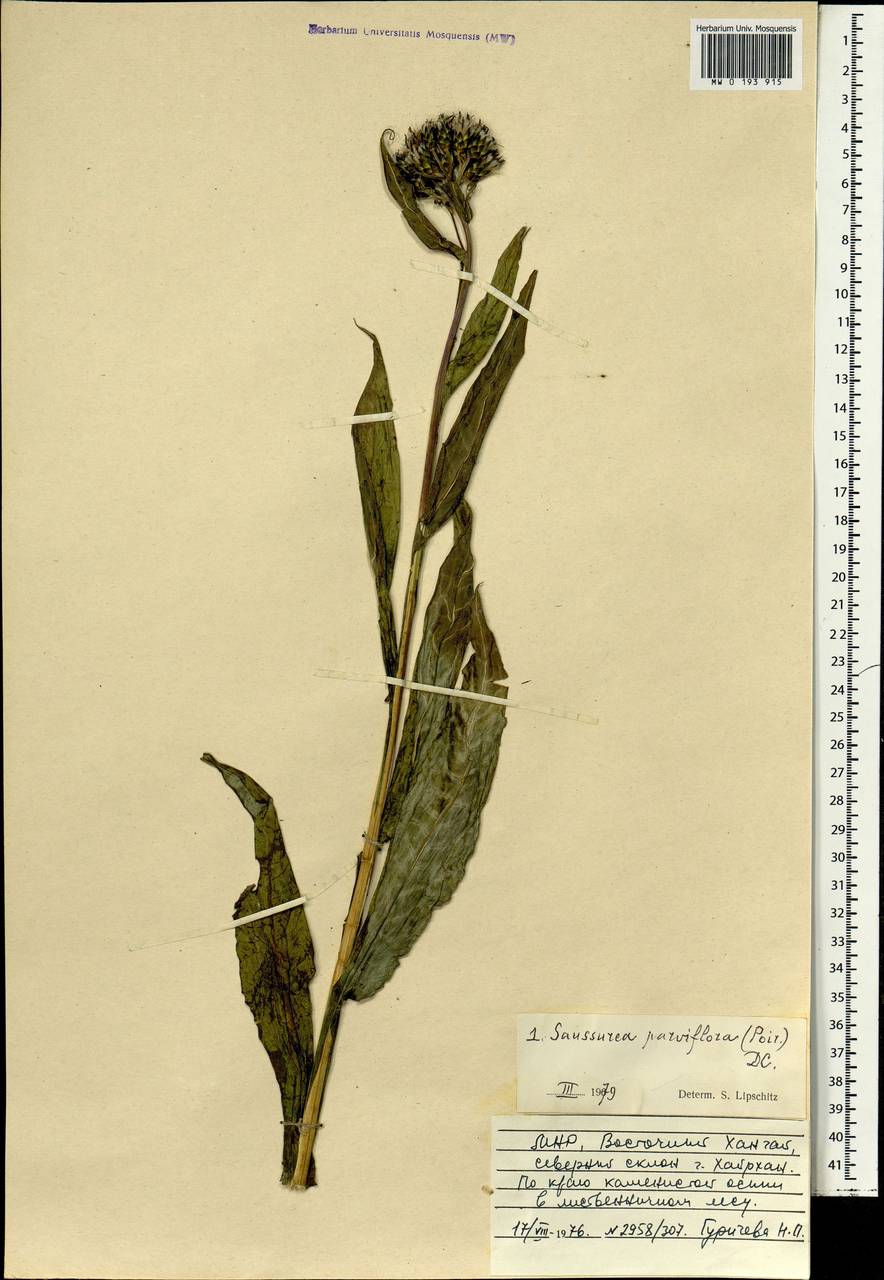 Saussurea parviflora (Poir.) DC., Mongolia (MONG) (Mongolia)