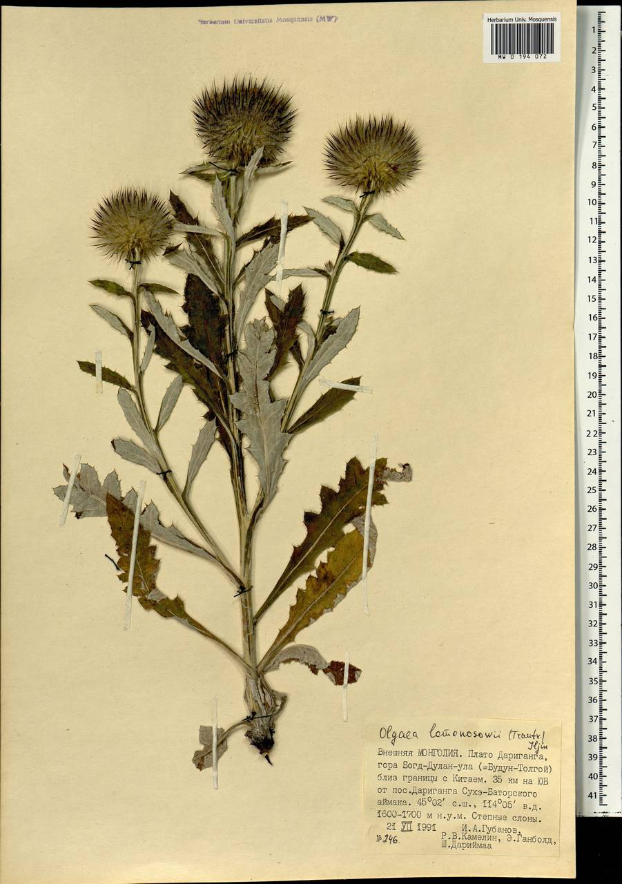 Olgaea lomonossowii (Trautv.) Iljin, Mongolia (MONG) (Mongolia)