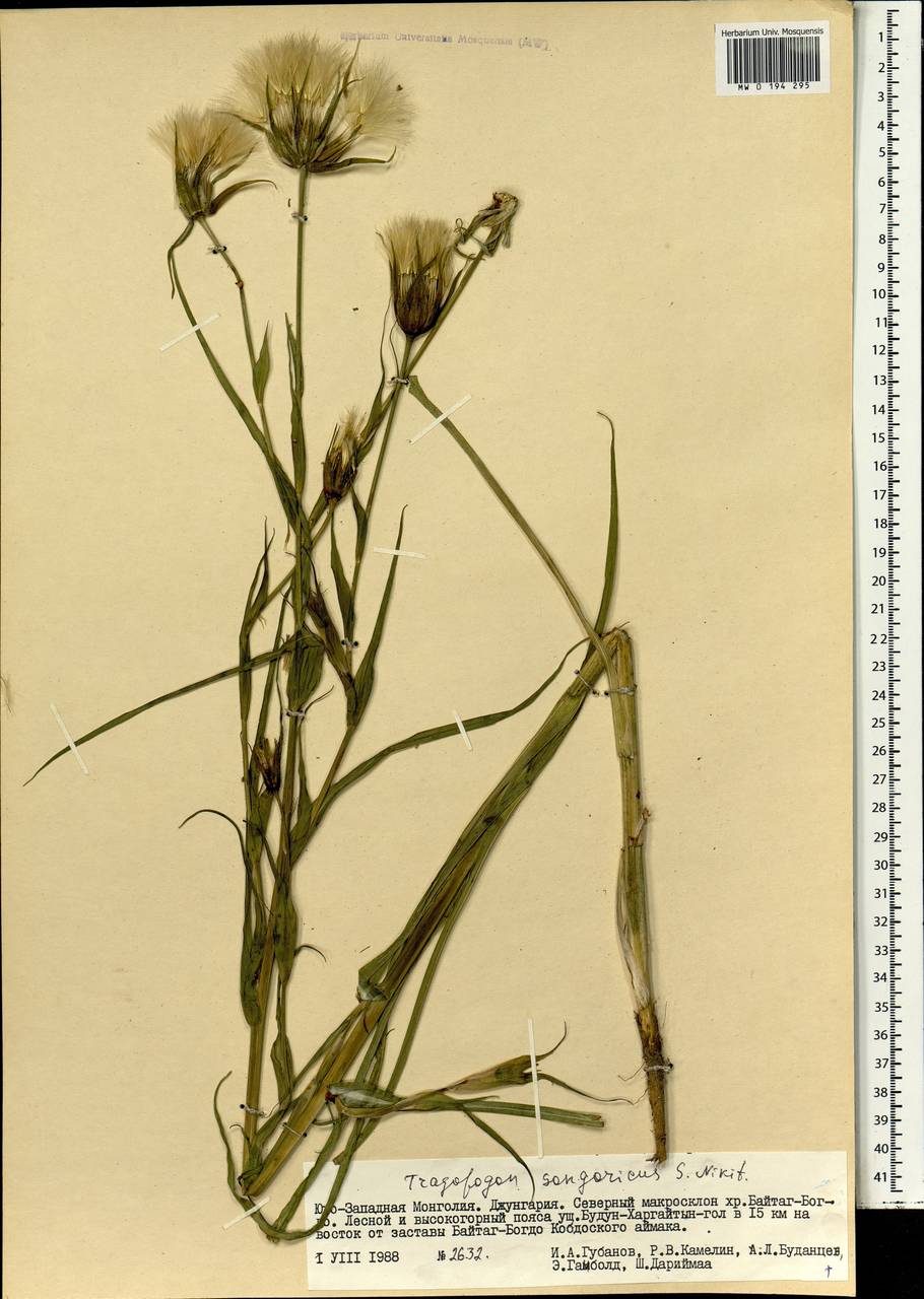 Tragopogon songoricus Nikitin, Mongolia (MONG) (Mongolia)