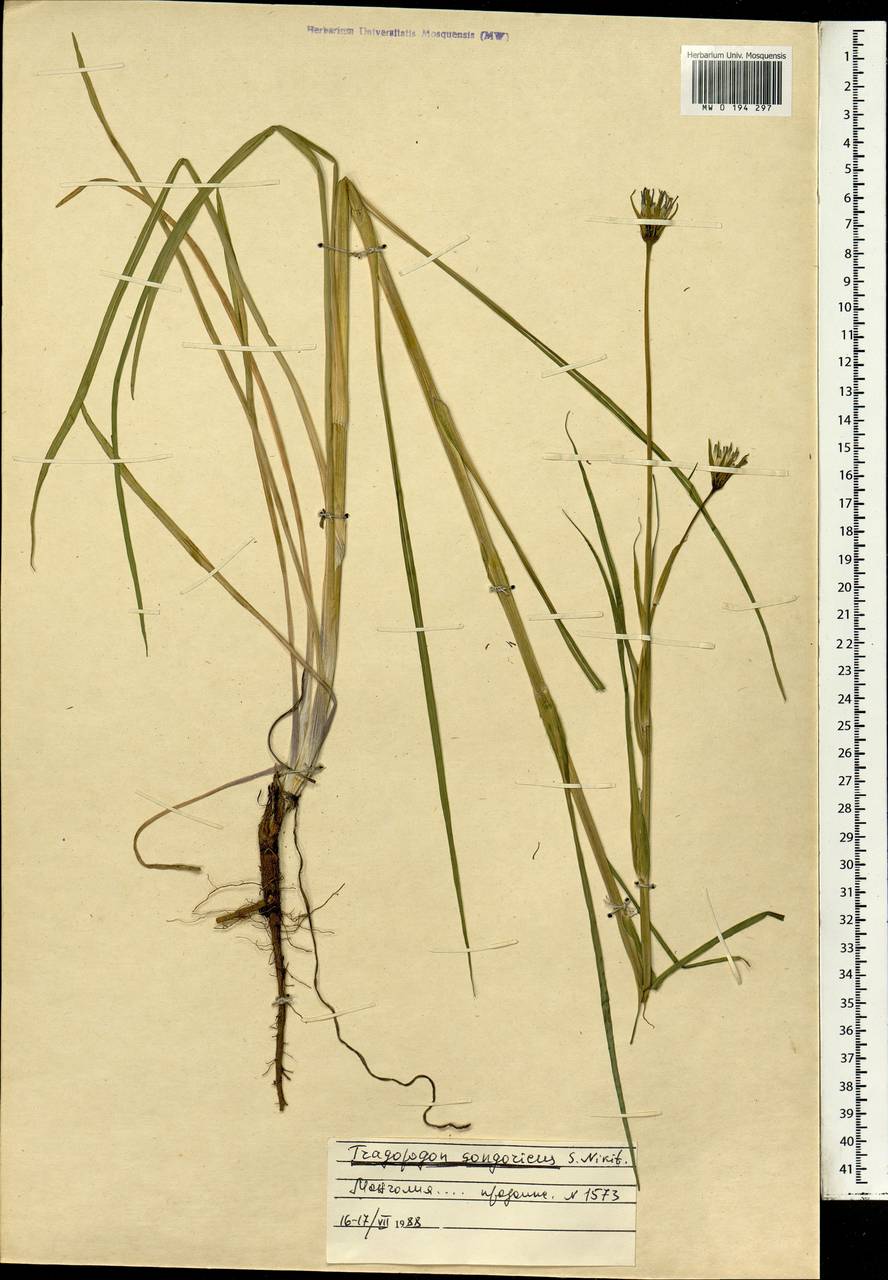 Tragopogon songoricus S. A. Nikitin, Mongolia (MONG) (Mongolia)