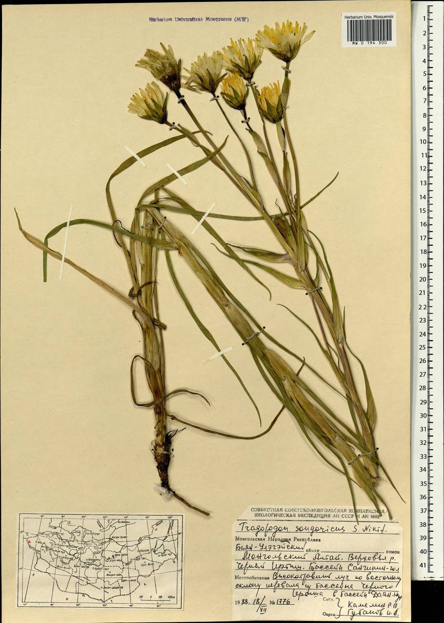 Tragopogon songoricus Nikitin, Mongolia (MONG) (Mongolia)