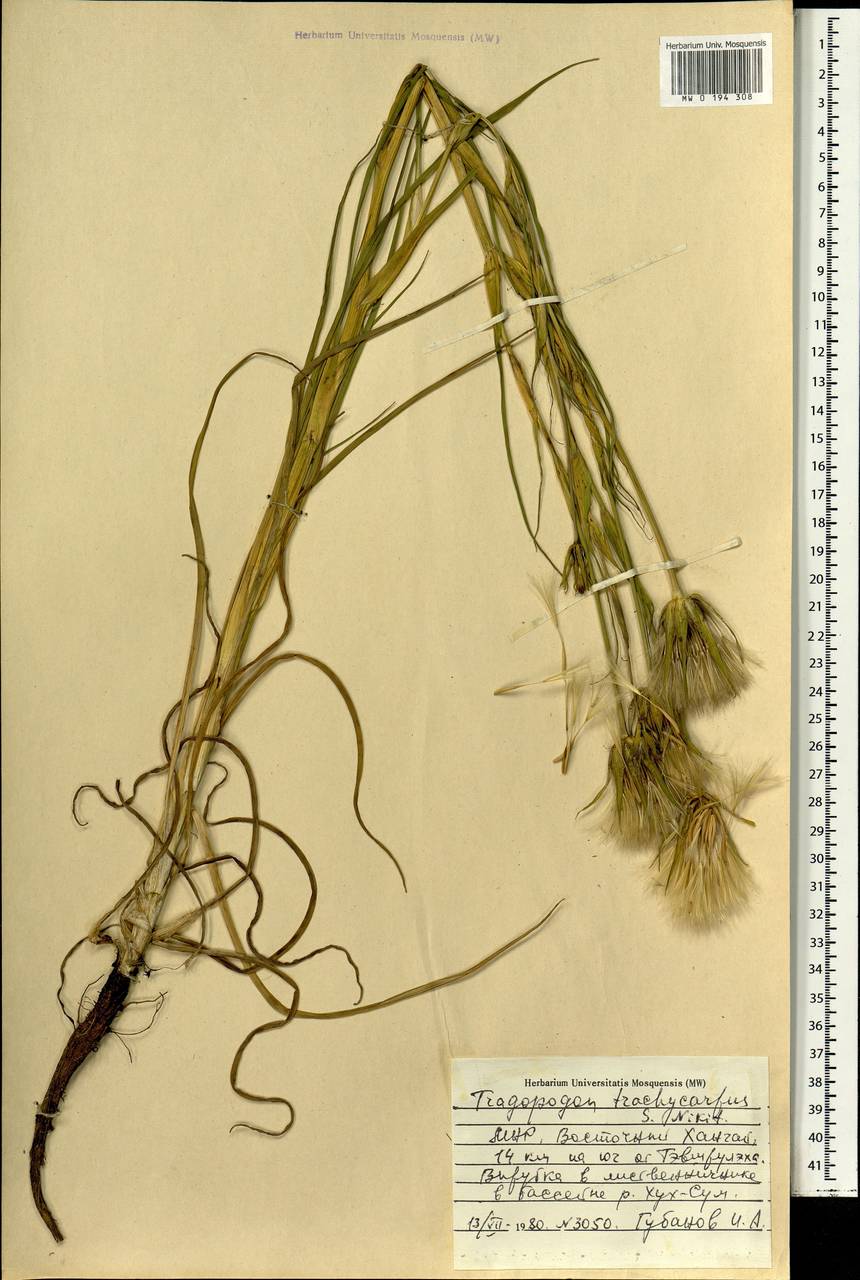 Tragopogon trachycarpus Nikitin, Mongolia (MONG) (Mongolia)