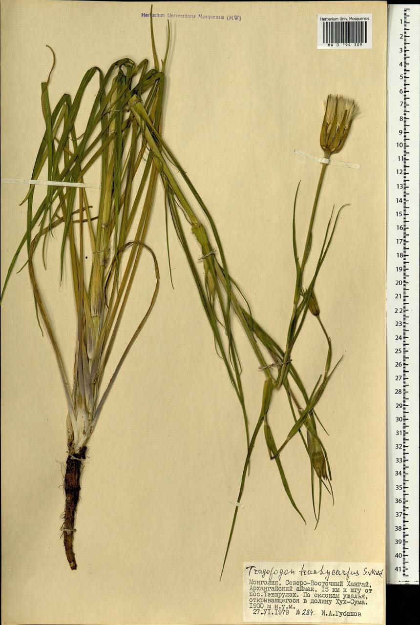 Tragopogon trachycarpus Nikitin, Mongolia (MONG) (Mongolia)