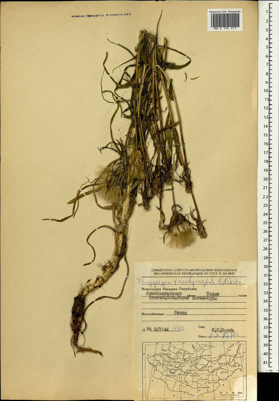 Tragopogon trachycarpus Nikitin, Mongolia (MONG) (Mongolia)