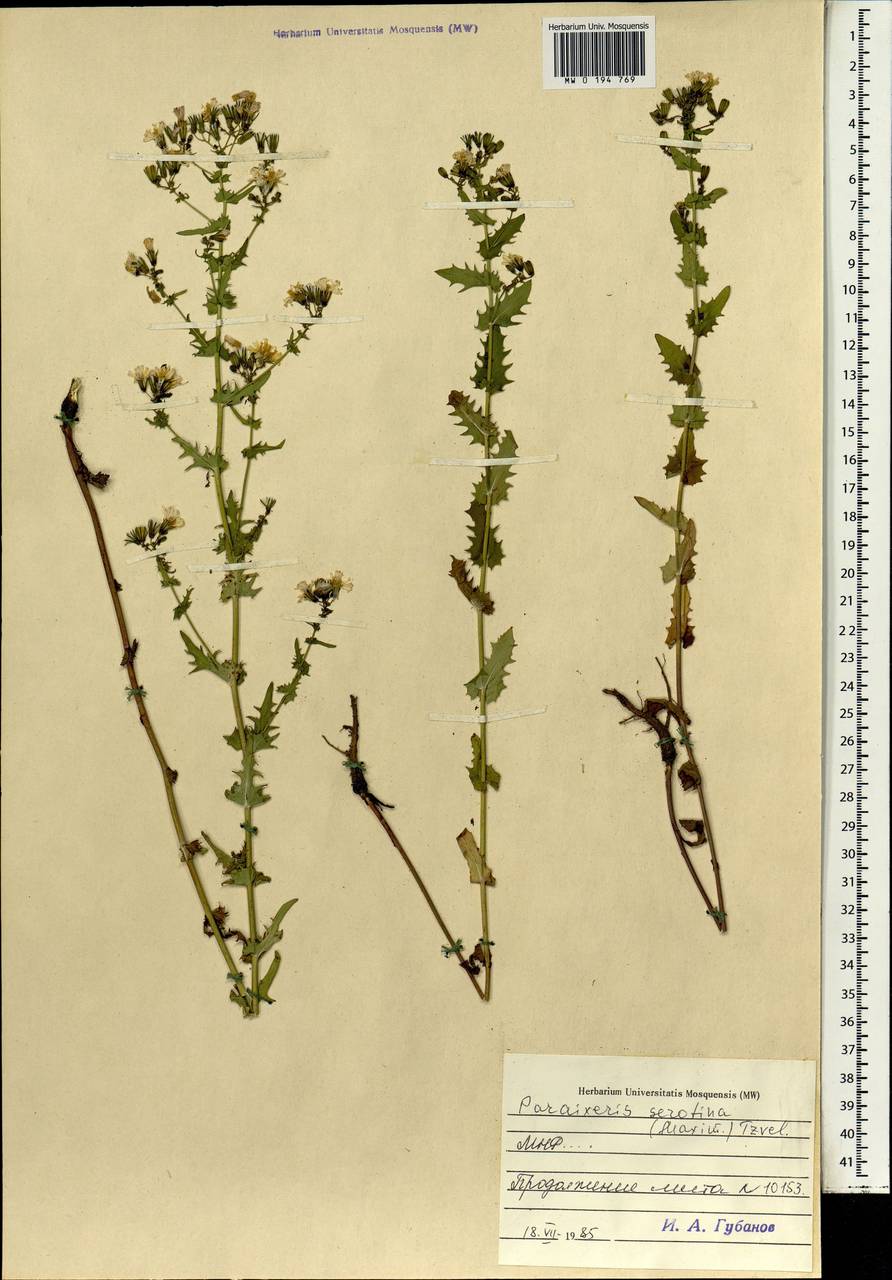 Crepidiastrum sonchifolium subsp. sonchifolium, Mongolia (MONG) (Mongolia)