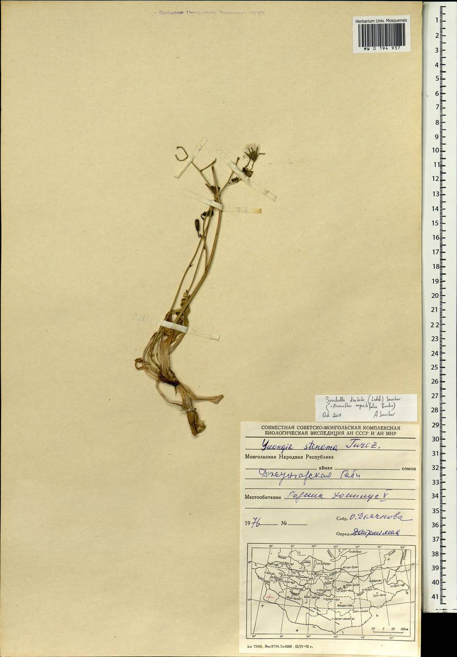 Sonchella dentata (Ledeb.) Sennikov, Mongolia (MONG) (Mongolia)