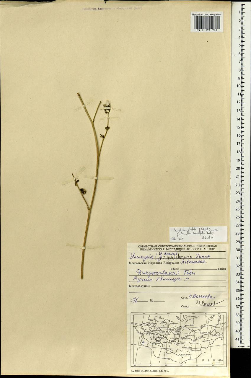 Sonchella dentata (Ledeb.) Sennikov, Mongolia (MONG) (Mongolia)