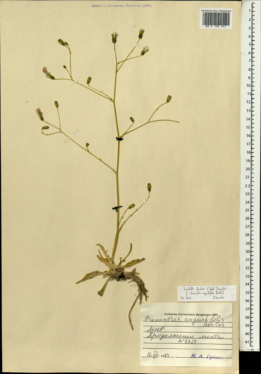 Sonchella dentata (Ledeb.) Sennikov, Mongolia (MONG) (Mongolia)