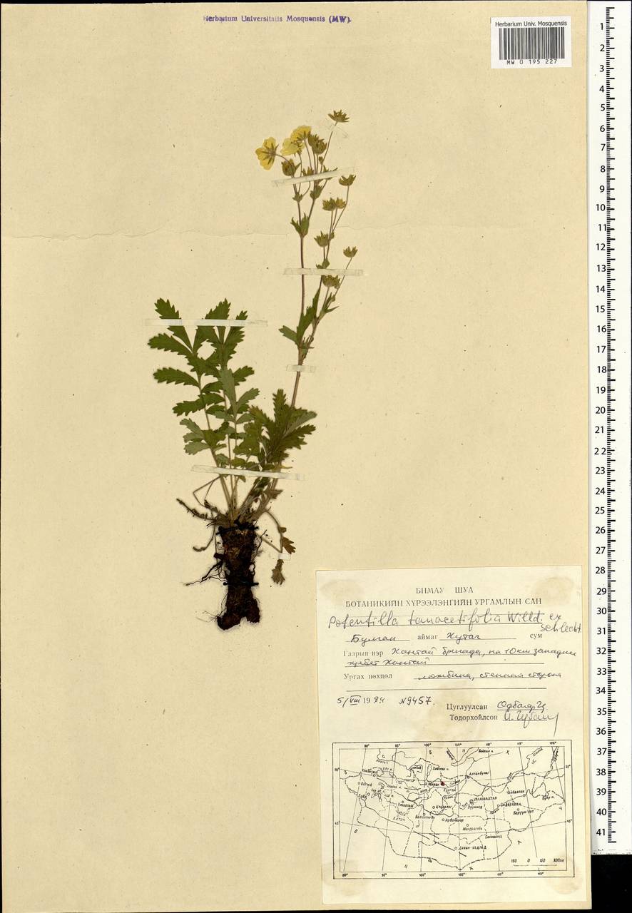 Potentilla tanacetifolia Willd. ex D. F. K. Schltdl., Mongolia (MONG) (Mongolia)