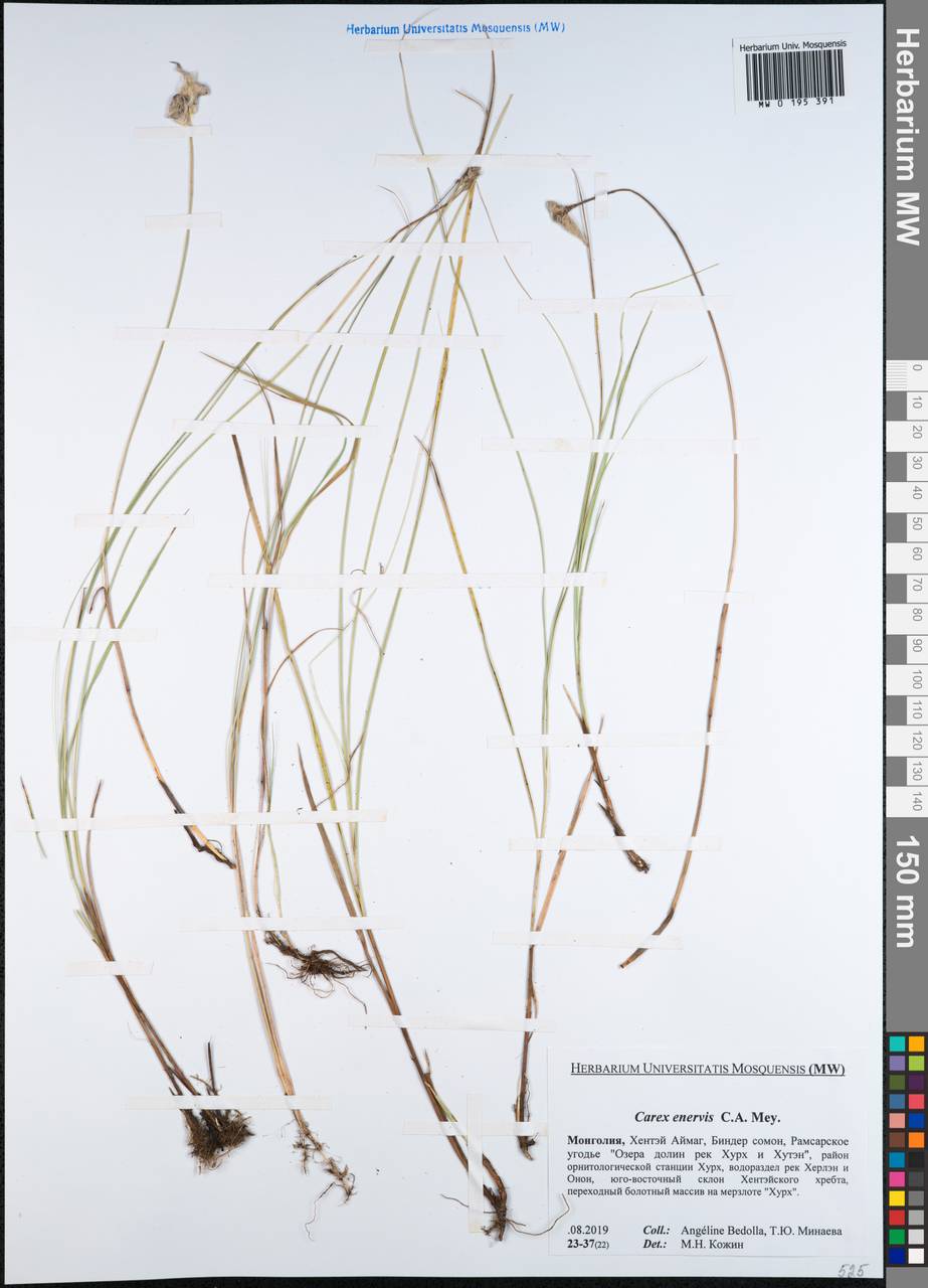 Carex enervis C.A.Mey., Mongolia (MONG) (Mongolia)