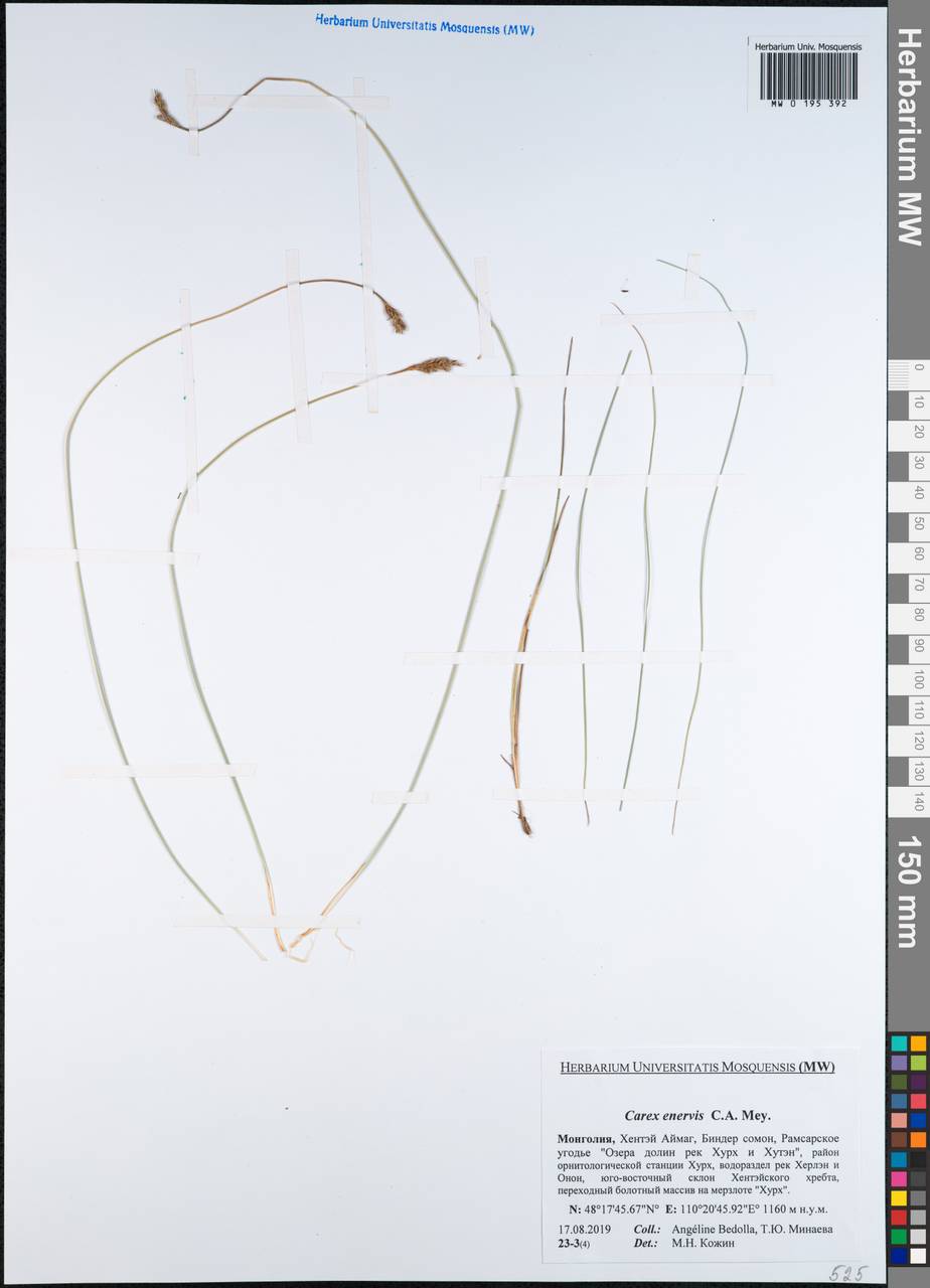 Carex enervis C.A.Mey., Mongolia (MONG) (Mongolia)