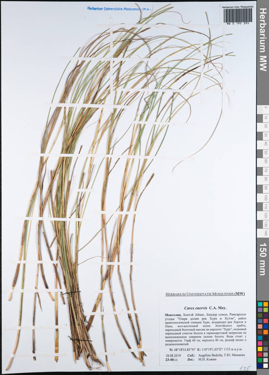 Carex enervis C.A.Mey., Mongolia (MONG) (Mongolia)