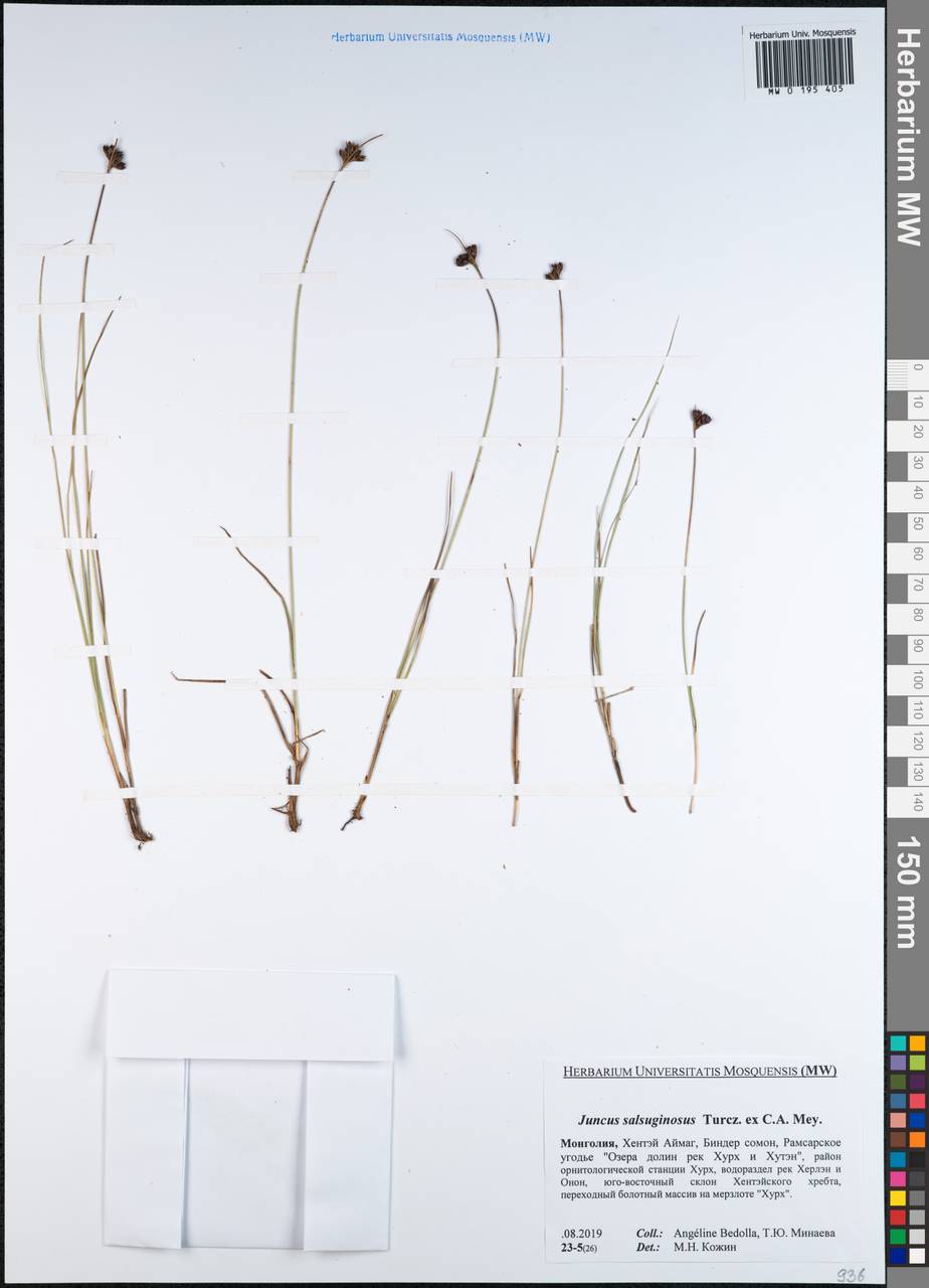 Juncus salsuginosus Turcz. ex E.Mey., Mongolia (MONG) (Mongolia)