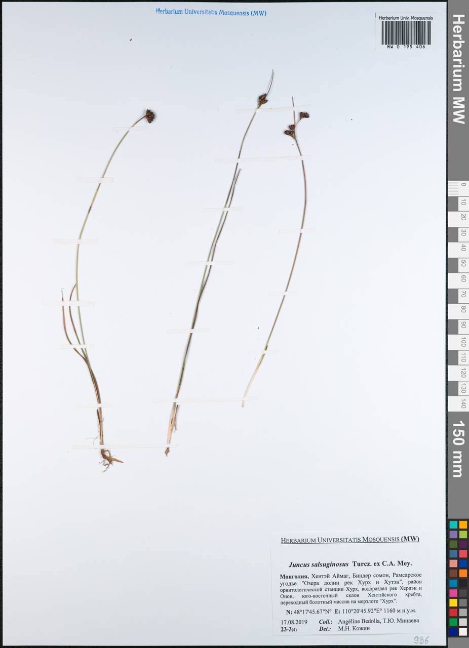 Juncus salsuginosus Turcz. ex E.Mey., Mongolia (MONG) (Mongolia)
