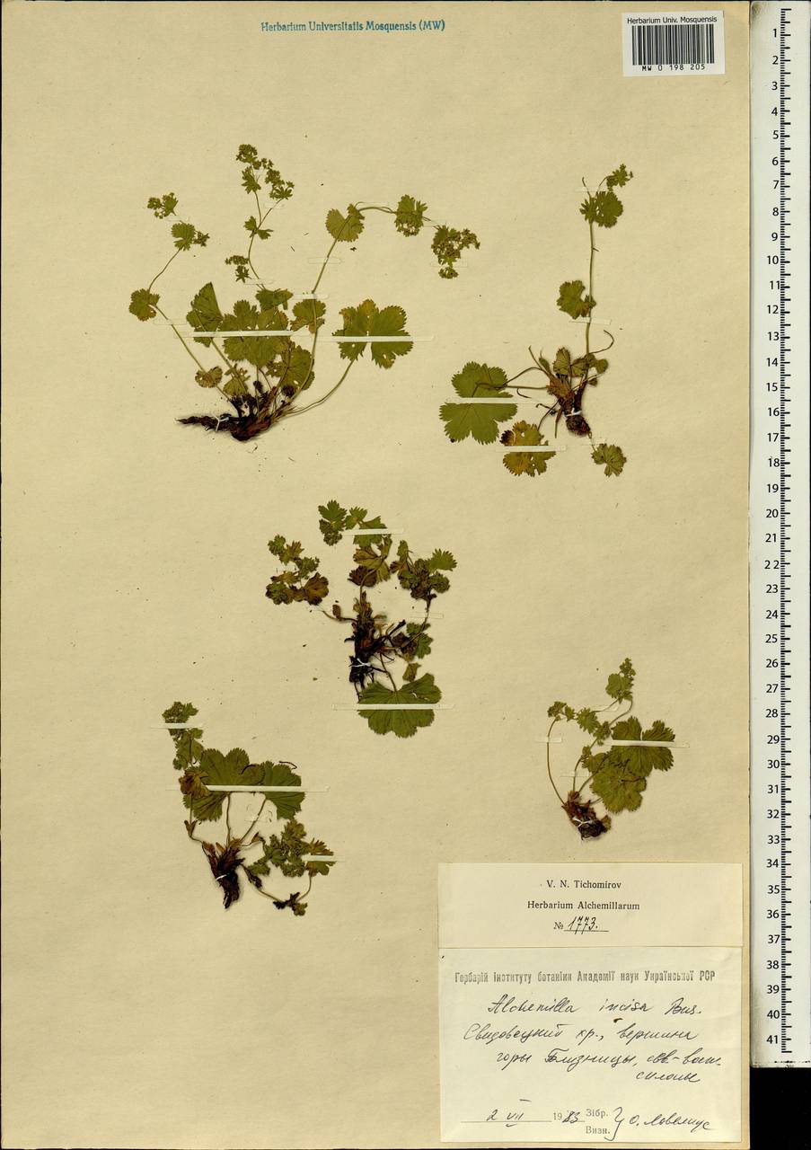 Alchemilla incisa Buser, Eastern Europe, West Ukrainian region (E13) (Ukraine)