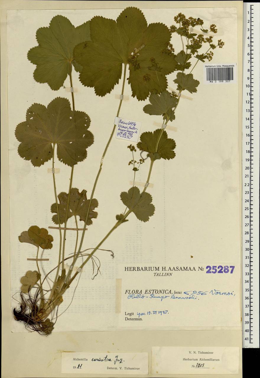 Alchemilla sarmatica Juz., Eastern Europe, Estonia (E2c) (Estonia)