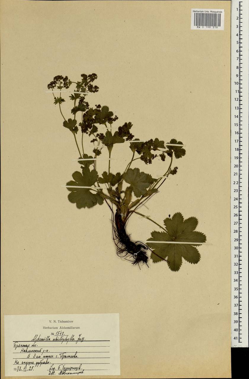 Alchemilla schistophylla Juz., Eastern Europe, Western region (E3) (Russia)