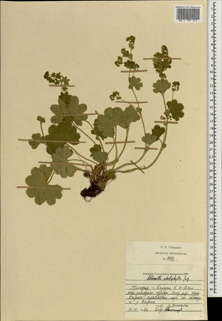 Alchemilla schistophylla Juz., Eastern Europe, Central region (E4) (Russia)