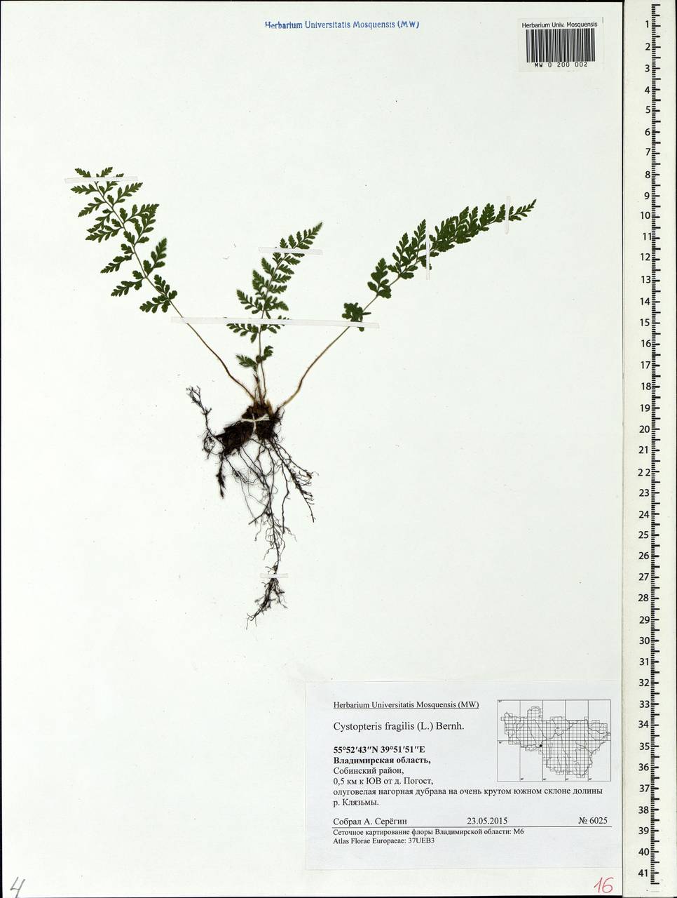 Cystopteris fragilis, Eastern Europe, Central region (E4) (Russia)