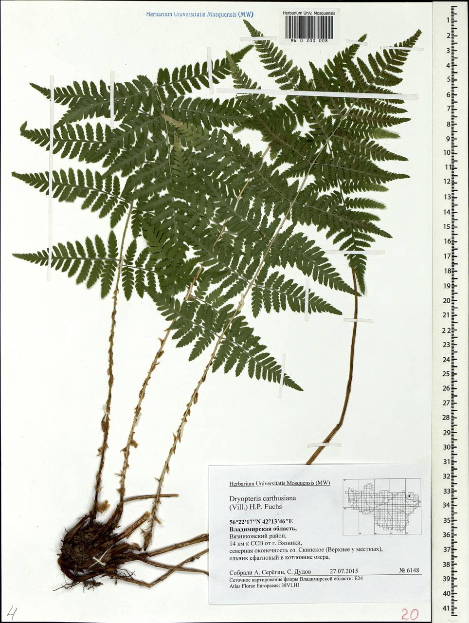Dryopteris carthusiana (Vill.) H. P. Fuchs, Eastern Europe, Central region (E4) (Russia)