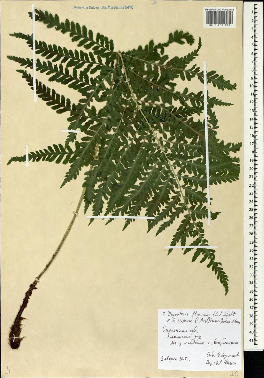 Dryopteris filix-mas × expansa, Eastern Europe, Western region (E3) (Russia)