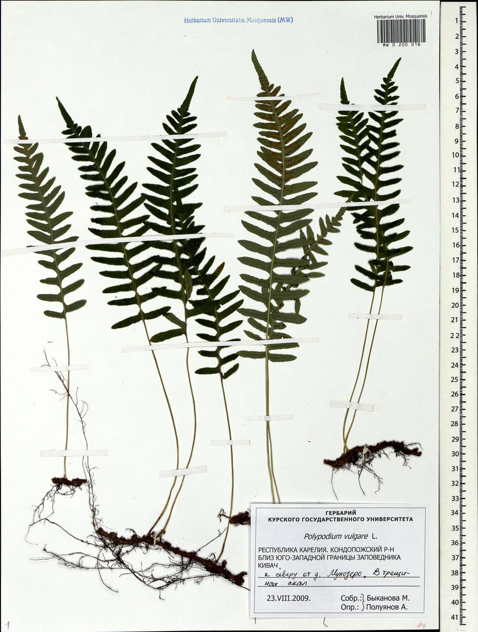 Polypodium vulgare L., Eastern Europe, Northern region (E1) (Russia)