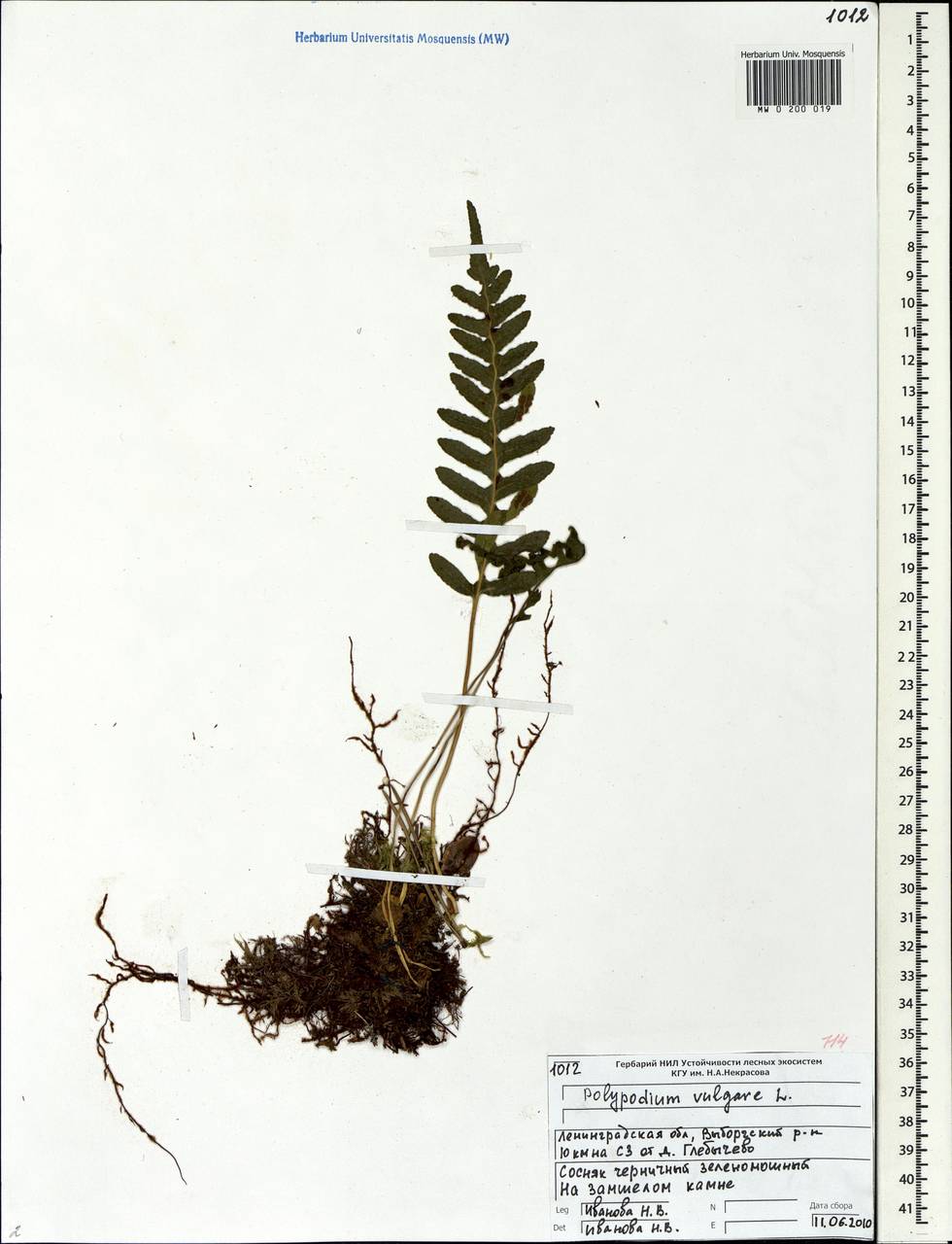 Polypodium vulgare L., Eastern Europe, North-Western region (E2) (Russia)