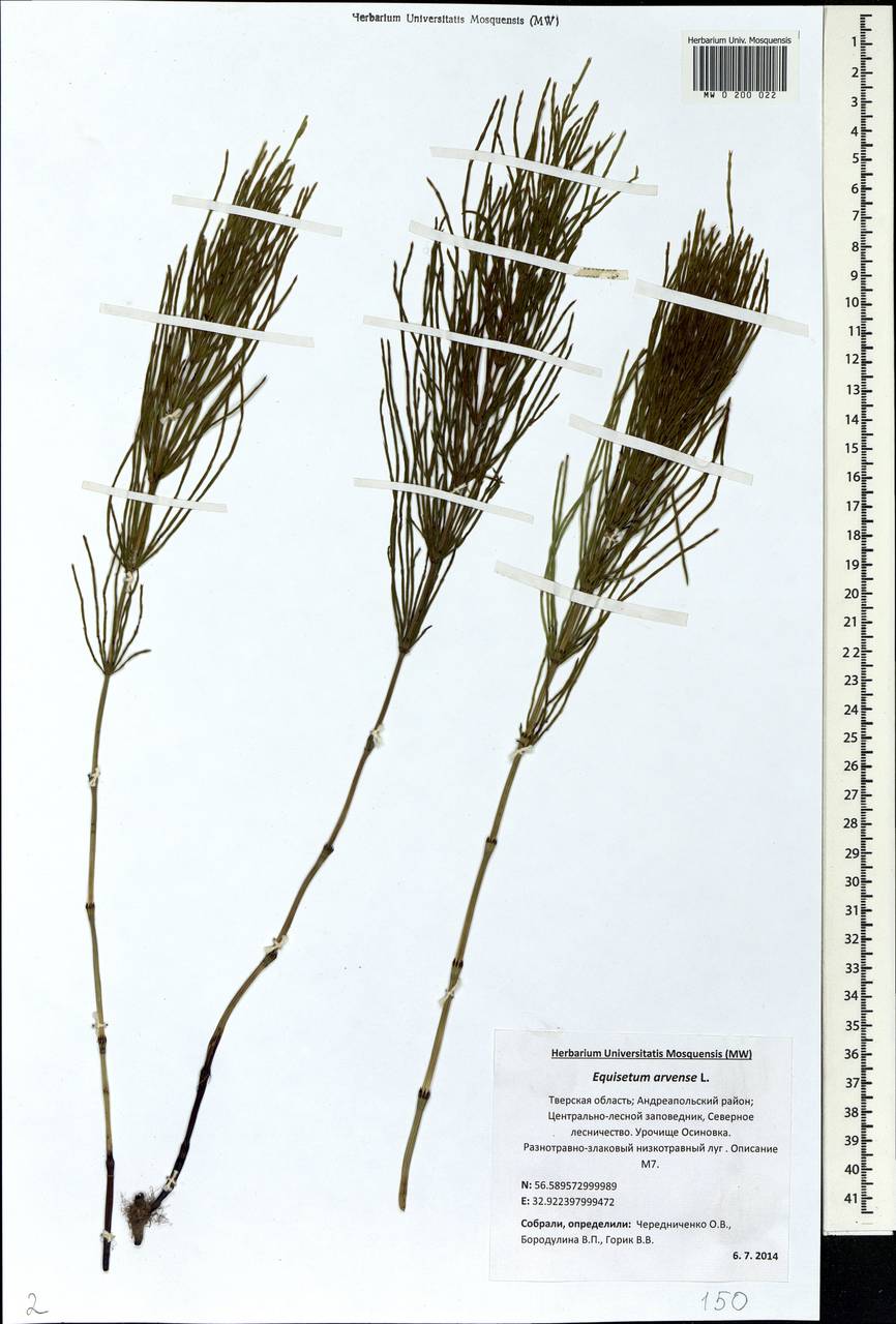 Equisetum arvense L., Eastern Europe, North-Western region (E2) (Russia)