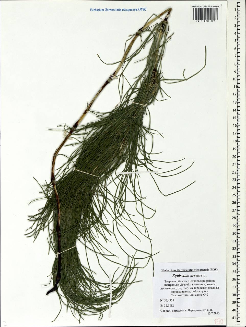 Equisetum arvense L., Eastern Europe, North-Western region (E2) (Russia)