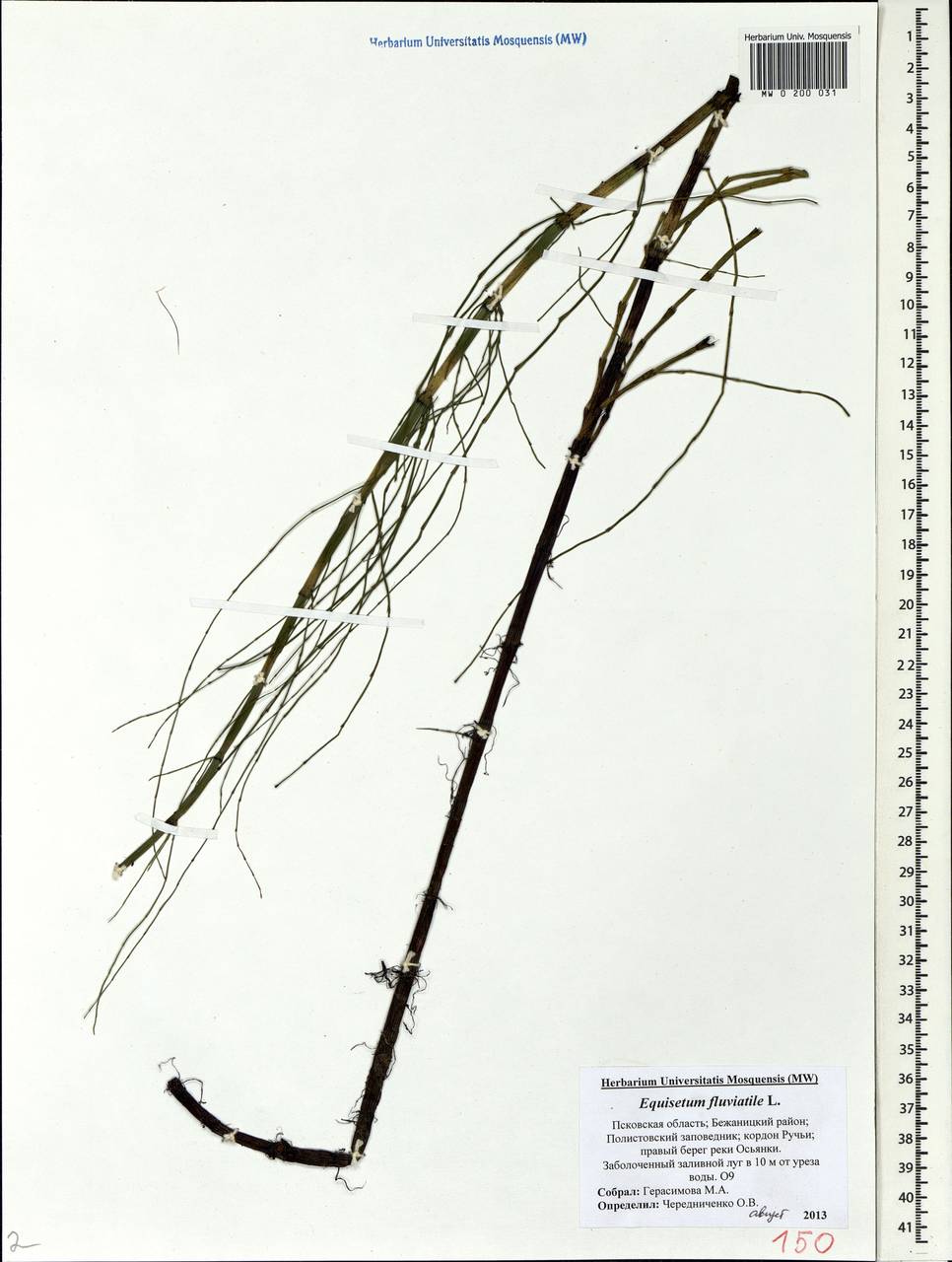 Equisetum fluviatile L., Eastern Europe, North-Western region (E2) (Russia)