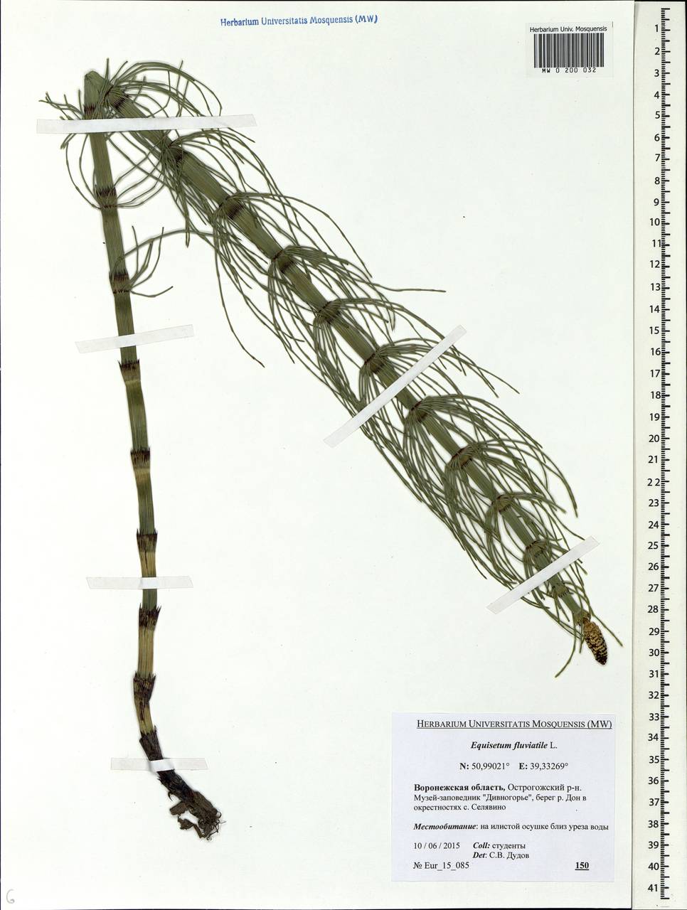 Equisetum fluviatile L., Eastern Europe, Central forest-and-steppe region (E6) (Russia)