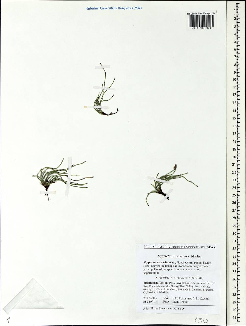 Equisetum scirpoides Michx., Eastern Europe, Northern region (E1) (Russia)